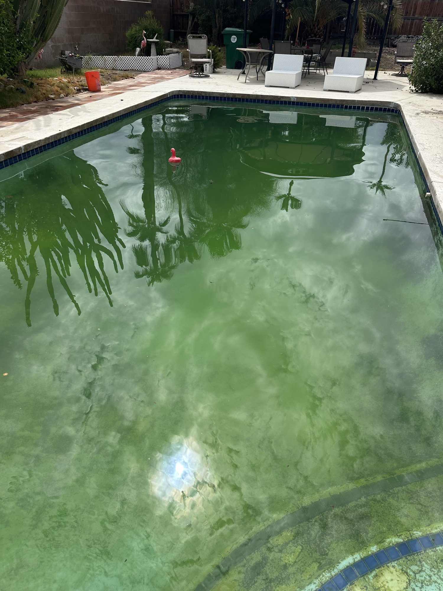 Backyard pool with green, cloudy water before cleanup